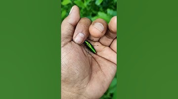 It is the Smaller shiny jewel beetle part🪲😂🐞#nature #shorts
