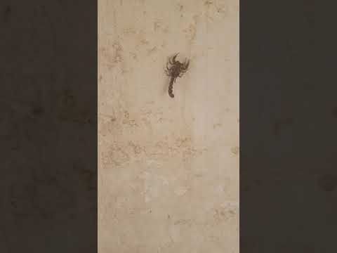 العقرب الاسود ضعيف السمية