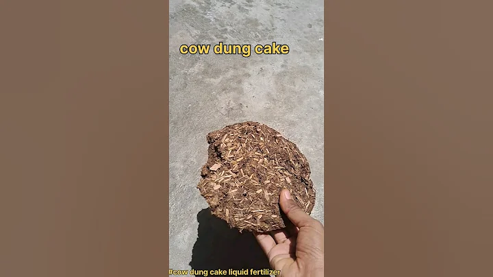 cow dung cake liquid fertilizer for plants ||cow dung cake fertilizer #fertilizer #trending #easy