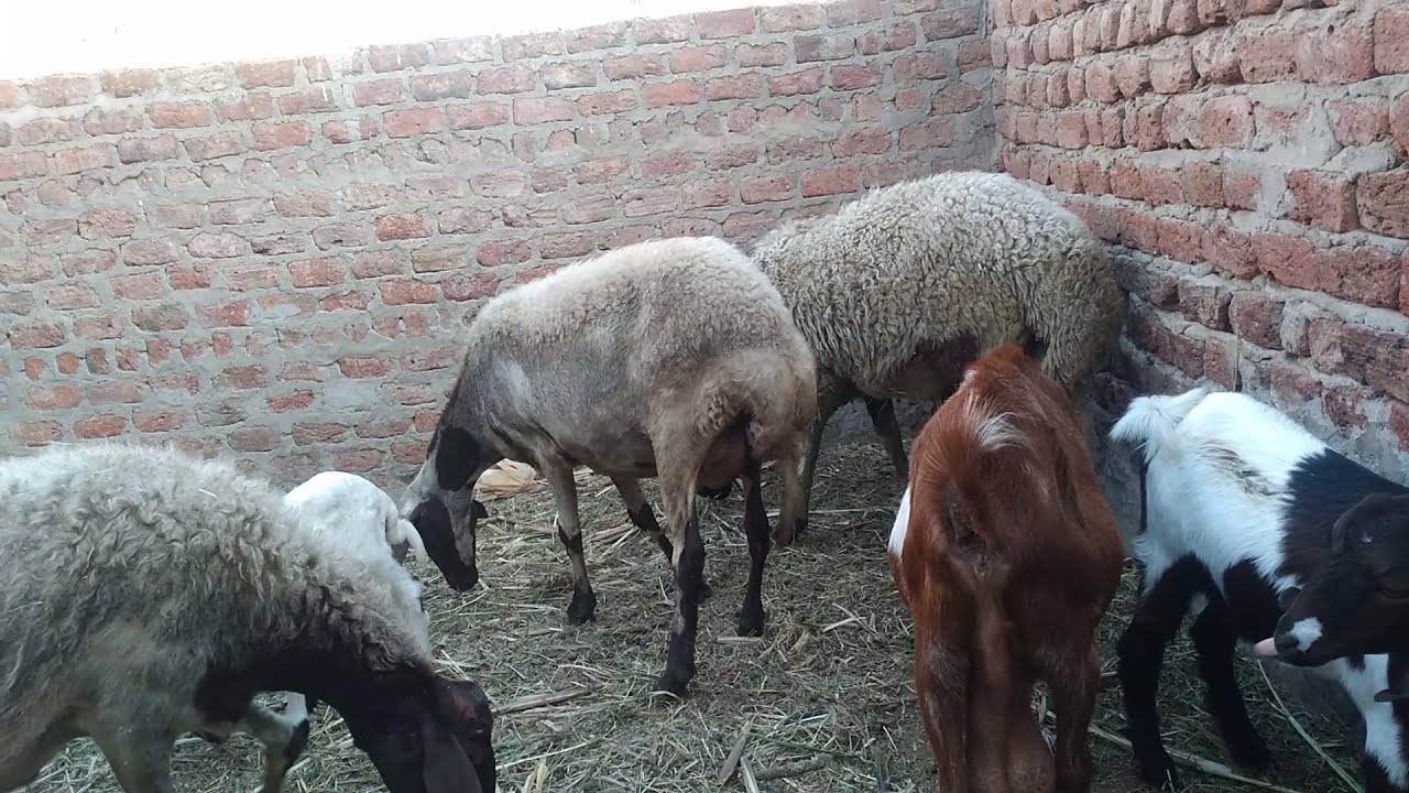 طريقة الوقايه من البراغيث والقمل فى فصل الشتاء