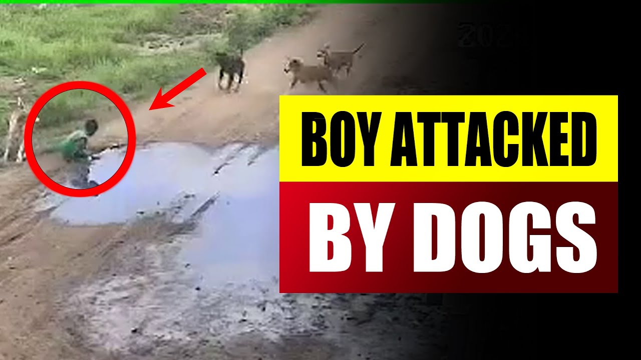 5 year old boy attacked by stray dogs - YouTube