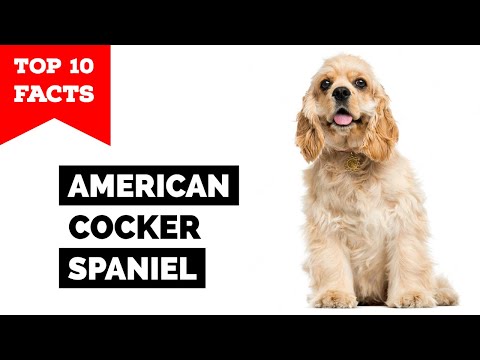 Video: American Pitbull Terrier