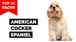 American Cocker Spaniel   Top 10 Facts