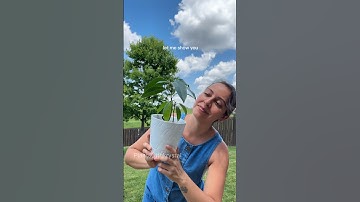 The easiest way to grow a mango plant from seed #mangoseed #growingplants #plantgrowth