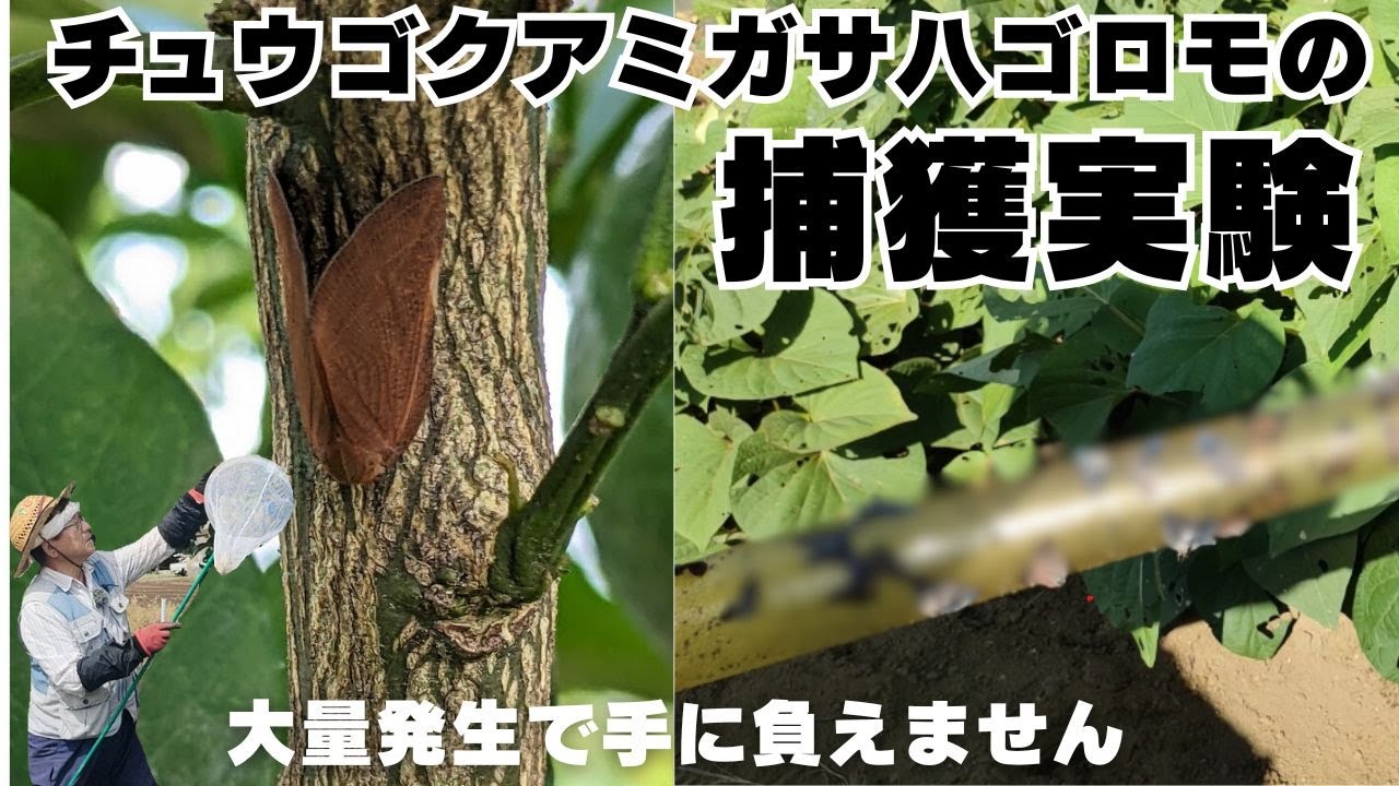 Chinese stag beetle capture experiment] Part 1 | Huge outbreak! We