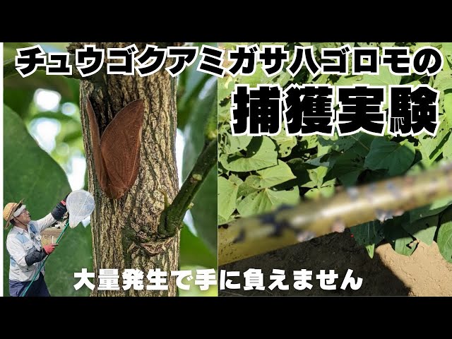 Chinese stag beetle capture experiment] Part 1 | Huge outbreak! We
