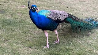 PEACOCK AROUND THE HOTEL 🏨