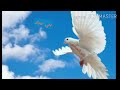 اقوا اغنيه عن بني حماد تعز اليمن قووووه 
