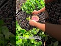 Farm life in china