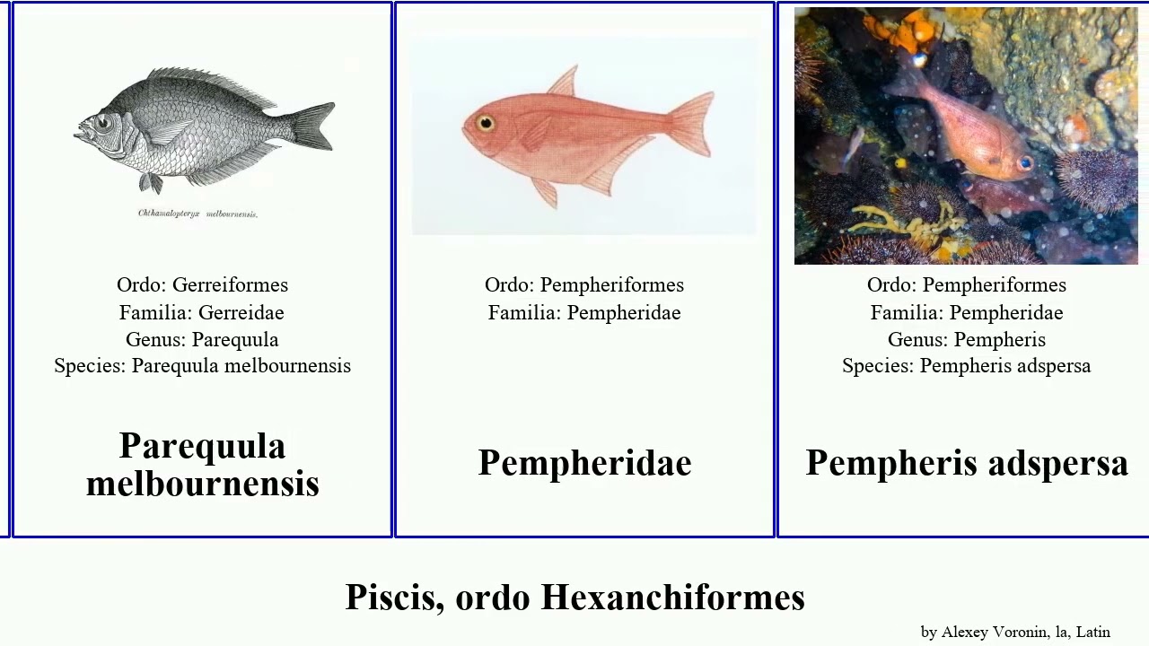 Piscis, ordo Hexanchiformes pristiophorus protopterus fish faber lucius australis limi africana