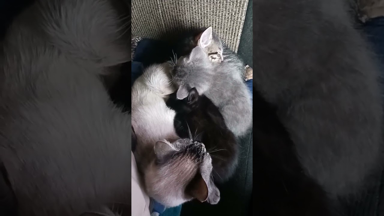 sharing the chair with everyone. 