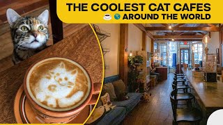 The Coolest Cat Cafes Around The World
