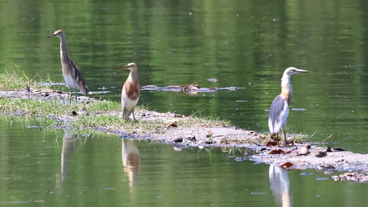 Birding hotspot in Bali