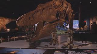 Step inside the world of the T Rex at the Natural History Museum