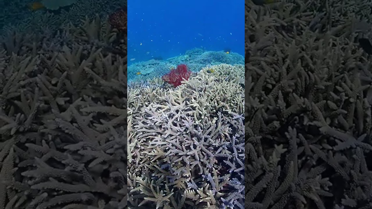 サンゴの森に咲く、真紅のウミウチワ ｜ ダイビングチーム潮（USHIO）