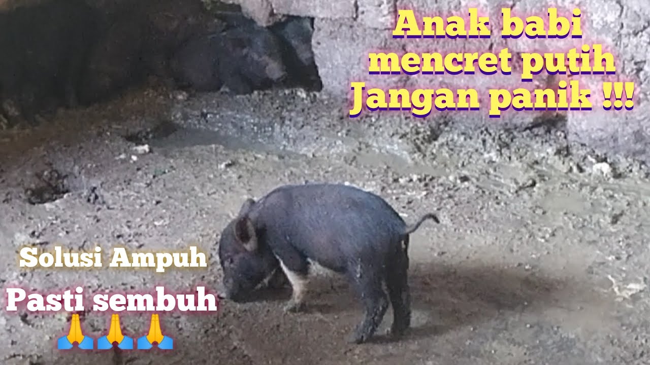 cara mengobati mencret putih anak babi 