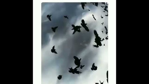 تلاوة خاشعه ومميزه - القارئ سالم الرويلي 🌷|حالات واتس أب قرأن | #أرح _قلبك ❤