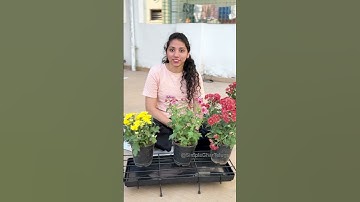 Create a Stunning Plant Display with the Premium Stands