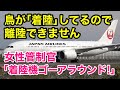 滑走路に鳥が。離陸許可キャンセル。着陸機ゴーアラウンド。