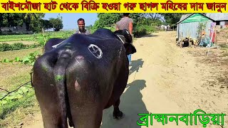 ব্রাহ্মনবাড়িয়ার বিখ্যাত বাইশমৌজা হাট থেকে বিক্রি হওয়া গরু ছাগল মহিষের দাম জানুন@safollo tv 24