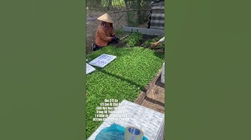 Cung Cấp Hoa Cúc Giống Đại Đoá Pha Lê Xuất 48 Tỉnh Bảo Hành 15 Ngày CÔNG TY CP SX KD HOA CÚC A NHÀN