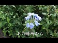 あの場所から 柏原芳恵 あの場所から 柏原芳恵