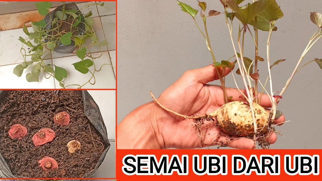semai ubi jalar.dari buah ubi atau menanam ubi dari ubi langsung #garden #sweetpotato