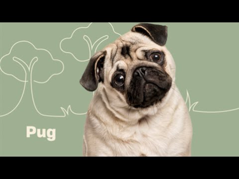 Video: 10 Produk Rumah Tangga Umum Beracun untuk Anjing