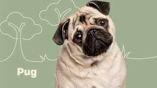 10 Fascinating Facts About the Pug | Dog Trivia | DAILY PAWS