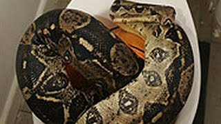 Woman Finds 5-Foot Boa-Constrictor In Her Toilet