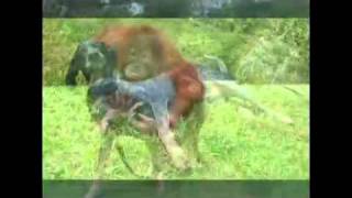 Suryia & Roscoe: The Original Story - Orangutan Adopts Dog