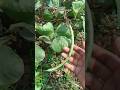 #Minivlog😍#Myvillage #plantslover🌱 #myhappyvillagelifestyle#like #share#comment #support#subscribe