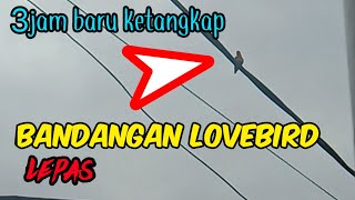 BANDANGAN LOVEBIRD LEPAS