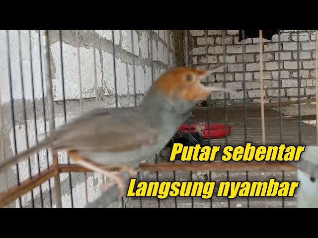 prenjak gacor ampuh untuk memancing prenjak manapun agar nyaut bunyi class=