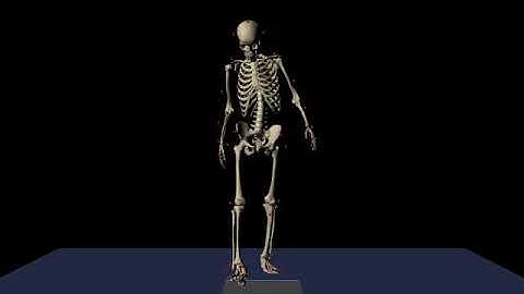 Gait simulation of a healthy subject