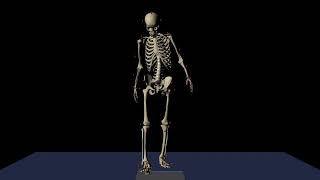 Gait simulation of a healthy subject