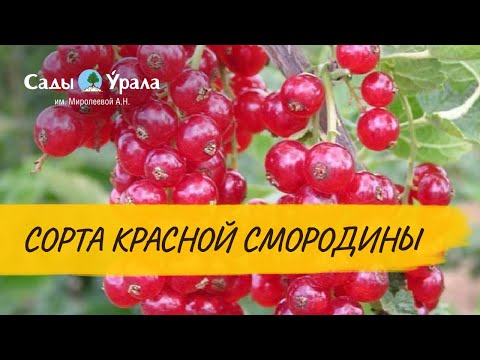 Сорта красной смородины