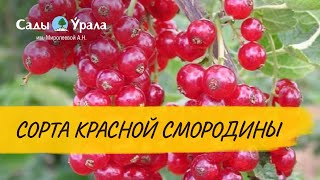 видео Смородина красная Ненаглядная