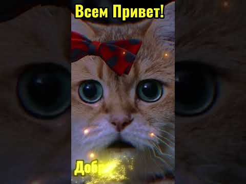 Всем привет! Доброе Утречко! #приколы #ставьлайк #коты #котики #кошки #2024 #сновымгодом #новинка