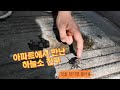 아파트에서 만난 하늘소 친구