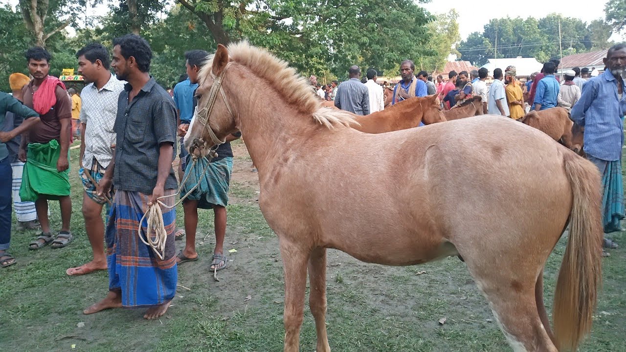 Horse Price last Gurar price in Bangladesh Horse Video 2022