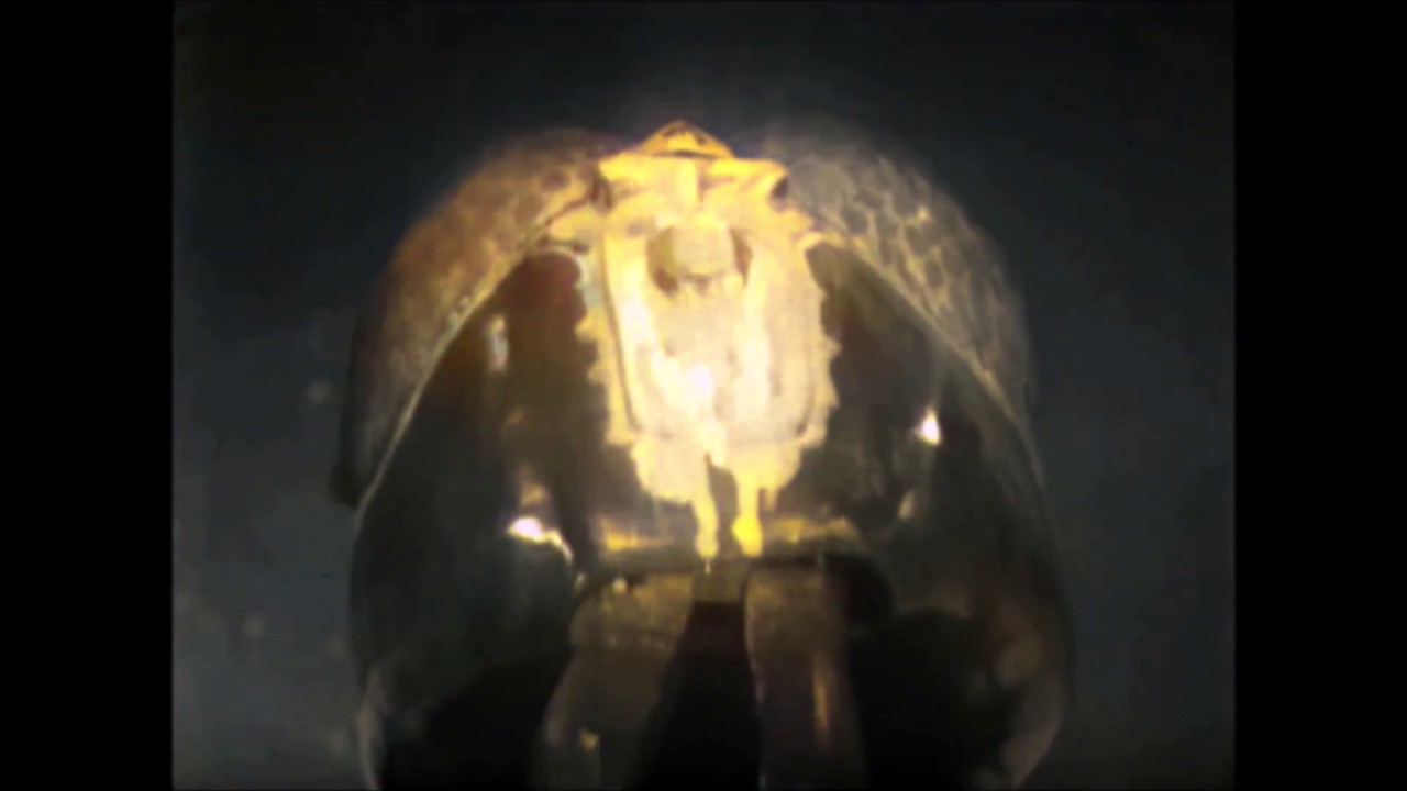 Doctor Who Colourised: The Web Planet Test