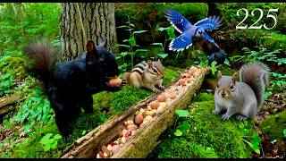 Cat TV: Squirrels, Chipmunks and Blue Jays in a Beautiful Forest 4K. Episode 225 screenshot 5
