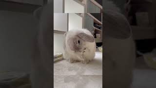 🐇😍 Ultimate Rabbit Love Lop Eared Rabbit Cuteness Overload! ❤️😍 Must Watch Superb Bunny Video!