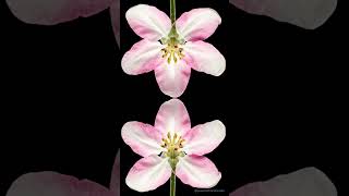 Apple Blossom to Ripe Apple — Timelapse (Music, 4K) 🍎🍎
