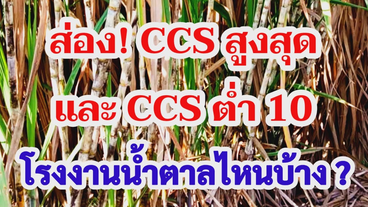 หีบอ้อยผ่านมา เปิดccsสูงสุดและลงไปต่ำสุด มีโรงงานน้ำตาลไหนบ้างไปฟังกันครับ