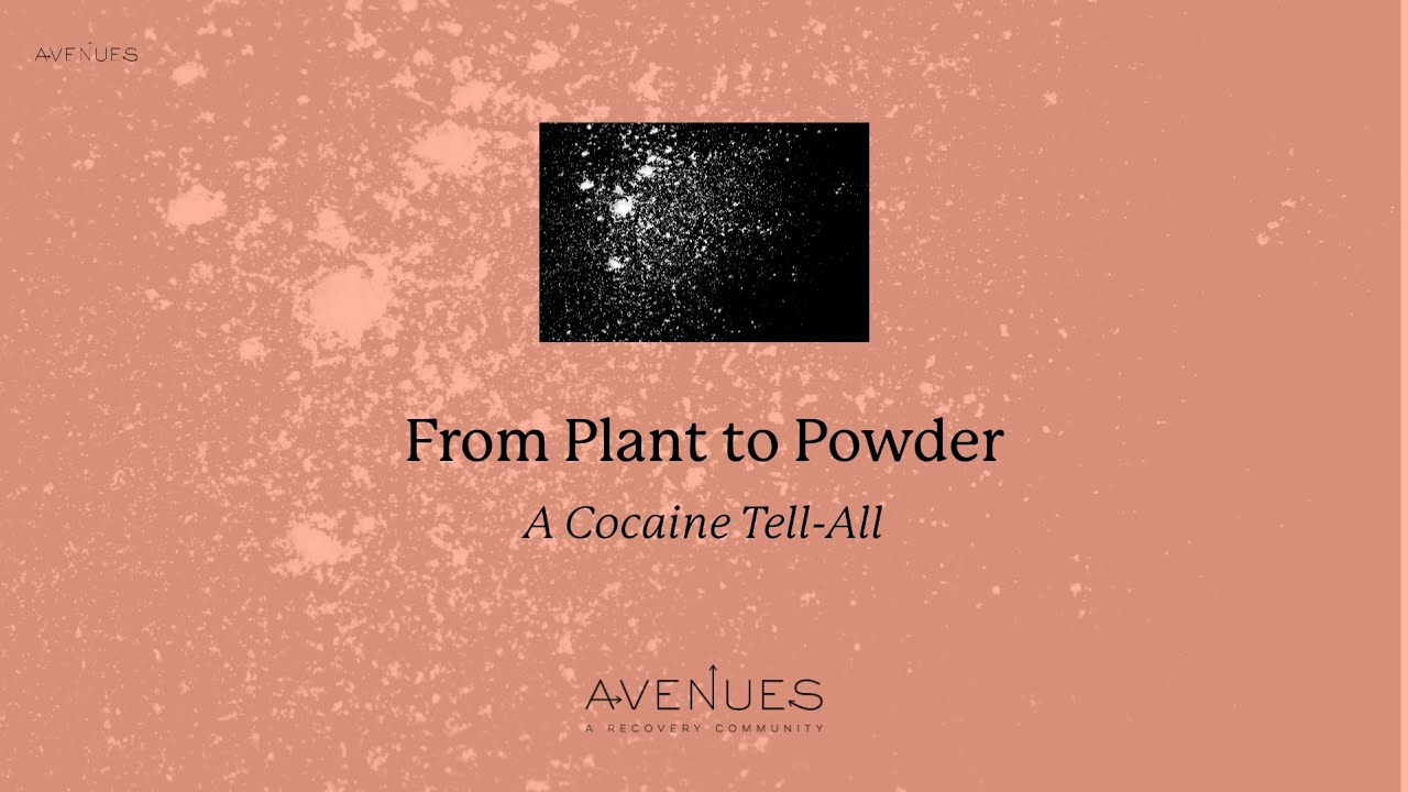 How Cocaine is Made: From Plant to Powder I Avenues Recovery
