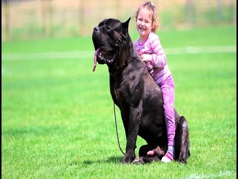 Cane Corso Dog Breed Cane Corso Italian Dog Breed Youtube