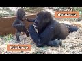 ('19)一緒に遊び始めた兄弟ゴリラ 2⭐️Gorilla【京都市動物園】Gentaro and Kintaro started playing together 2