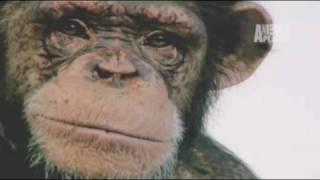 Fatal Attractions: Chimp Attack